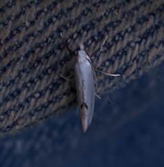 Eucalantica polita