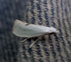 Eucalantica polita