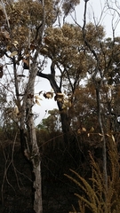 Eucalyptus marginata marginata