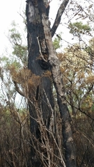 Eucalyptus marginata marginata
