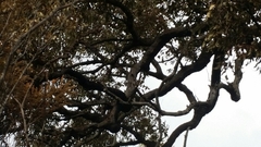 Eucalyptus marginata marginata