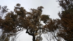 Eucalyptus marginata marginata