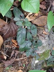 Strobilanthes reptans