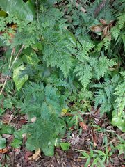 Selaginella willdenowii