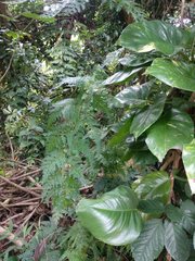 Selaginella willdenowii