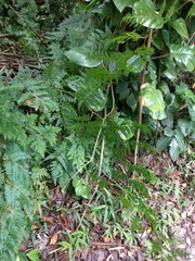 Selaginella willdenowii