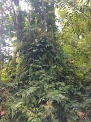 Selaginella willdenowii