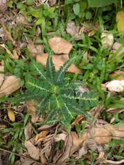 Phyllanthus leucanthus