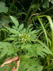 Erechtites valerianifolius, photograph Kevin Faccenda, CC BY, iNaturalist via GBIF