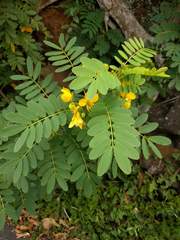 Senna surattensis