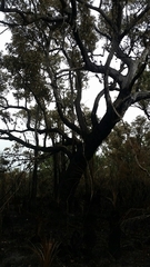 Eucalyptus marginata marginata