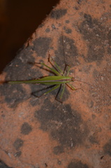 Tylopsis continua
