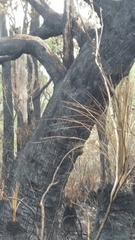 Eucalyptus marginata marginata