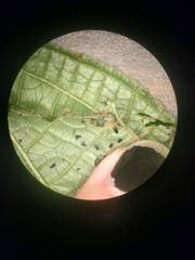 Ategumia matutinalis