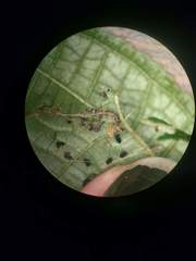 Ategumia matutinalis