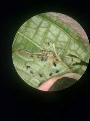 Ategumia matutinalis