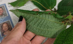 Ategumia matutinalis
