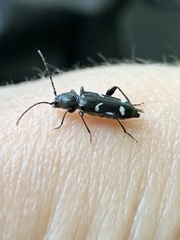 Phymatodes obliquus