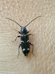 Phymatodes obliquus