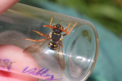 Nomada goodeniana