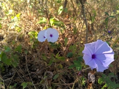 Ipomoea ficifolia