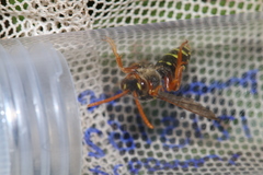 Nomada goodeniana