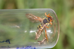 Nomada goodeniana