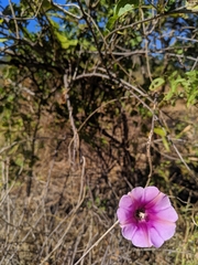Ipomoea shirambensis