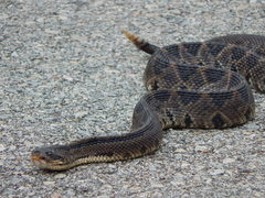 Crotalus ehecatl