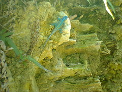 Sceloporus minor cyaneus