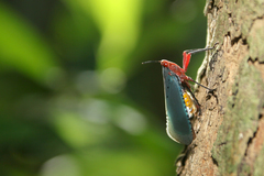 Kalidasa nigromaculata