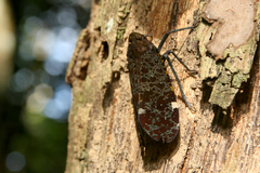 Penthicodes variegatus