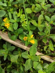 Lysimachia christinae