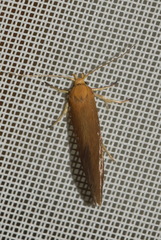 Crassa tinctella