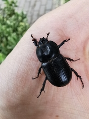 Eophileurus chinensis