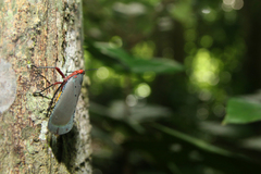 Kalidasa nigromaculata