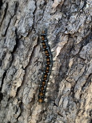 Malacosoma constricta