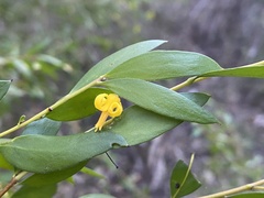 Persoonia oblongata