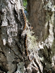 Malacosoma constricta