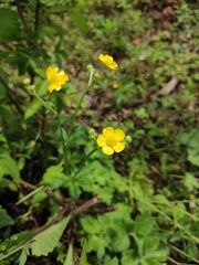 Ranunculus japonicus