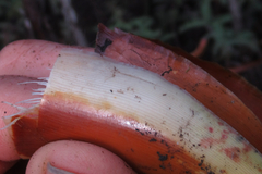 Dracophyllum elegantissimum