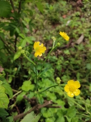 Ranunculus japonicus