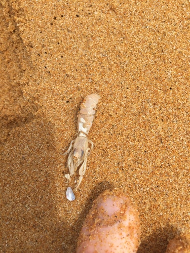 Filhollianassa filholi