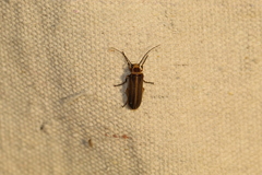 Pseudozonitis labialis