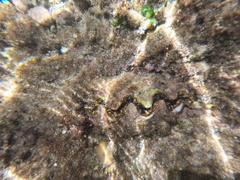 Tridacninae
