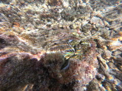 Tridacninae