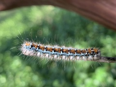 Malacosoma constricta