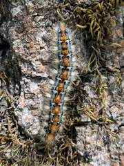 Malacosoma constricta
