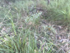 Echinopogon caespitosus