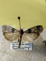 Sciota rhenella